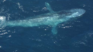 Blue Whales Are Changing Their Tunes, But Why?